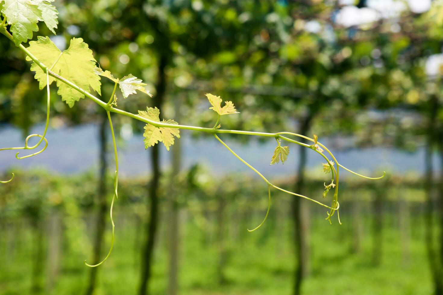 suave y oferta verde puntilla o vino en el aire, cerca arriba en borroso verde antecedentes foto