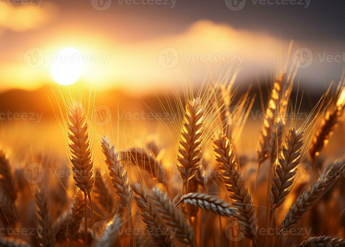 Wheat field Ears of wheat on blurry sunset background, AI Generative photo