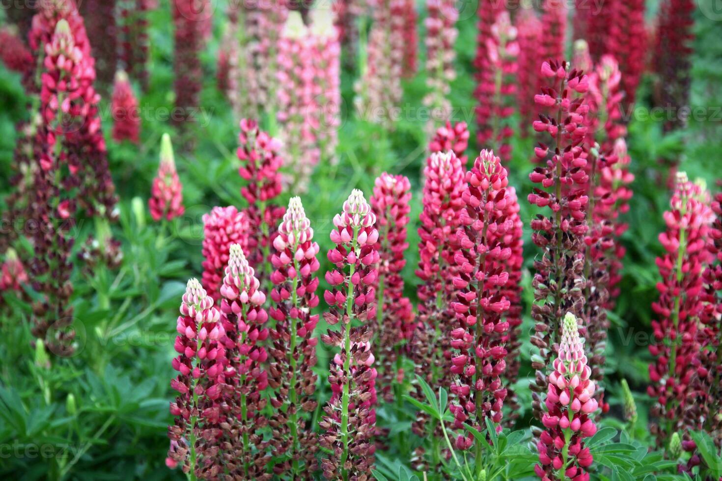 Flowers of beautiful lupine on summer garden photo