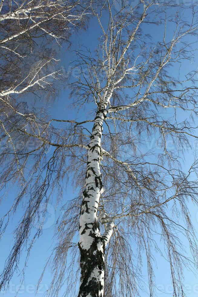 Trunk of birch, winter season photo