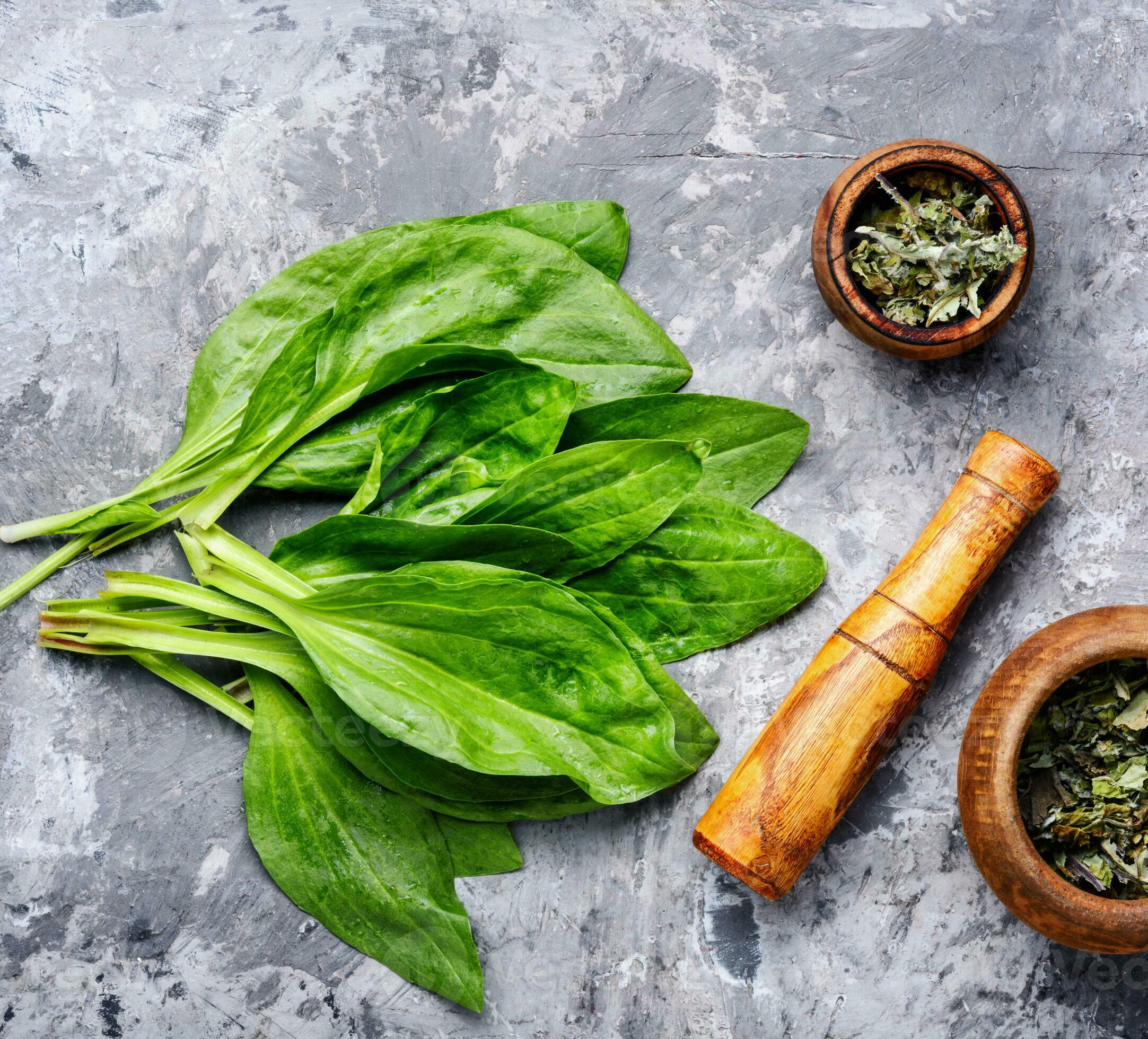 Plantain-valuable medicinal plants 33102321 Stock Photo at Vecteezy