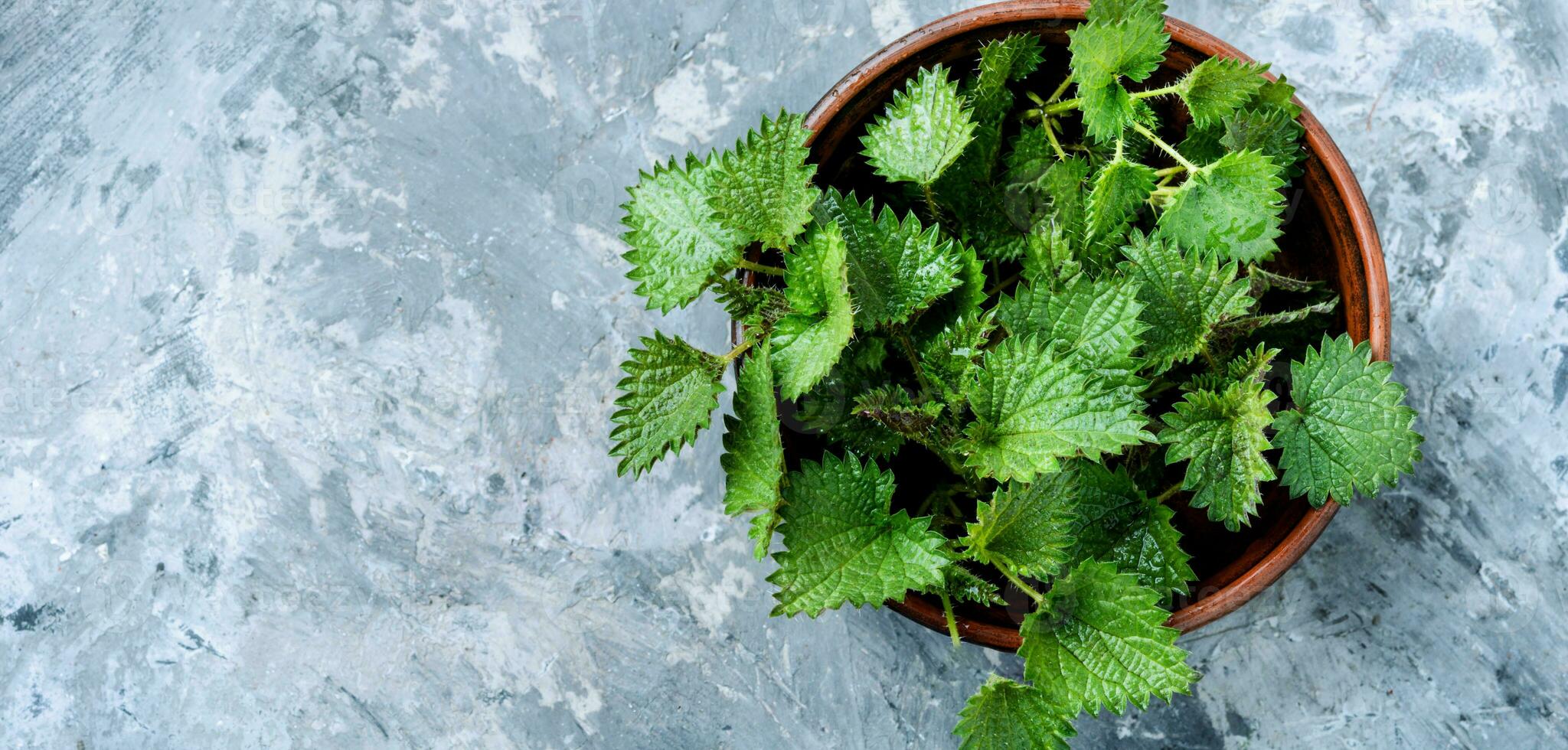 Bunch of common nettles photo