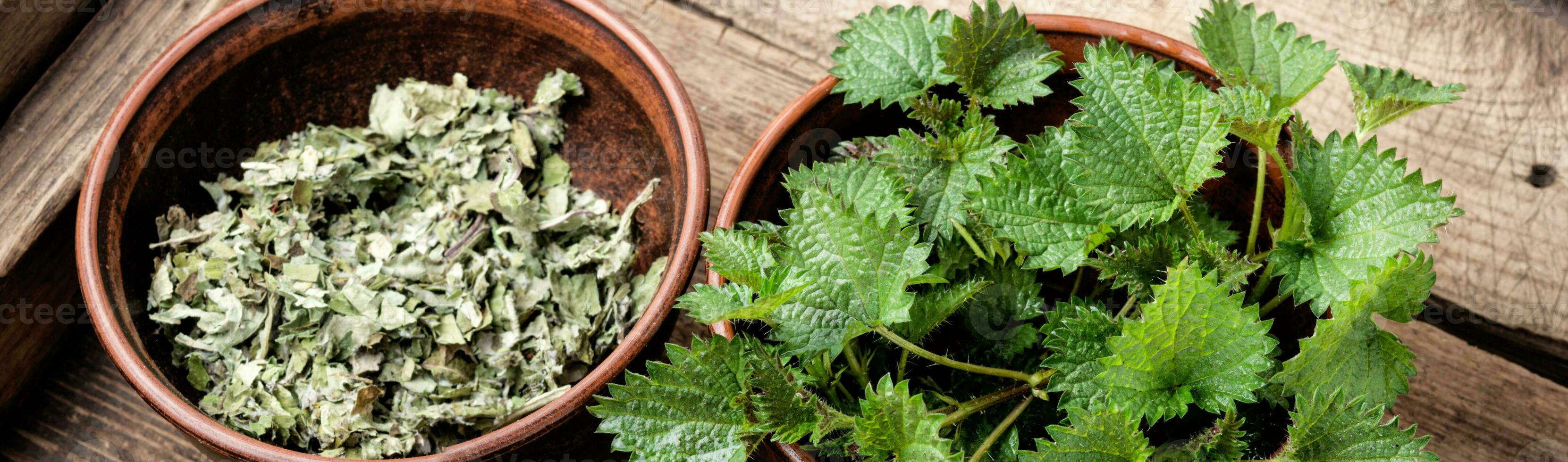 Bunch of common nettles photo