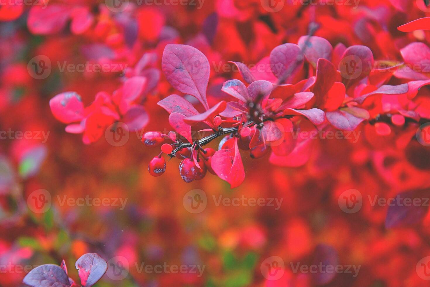 red fall background photo