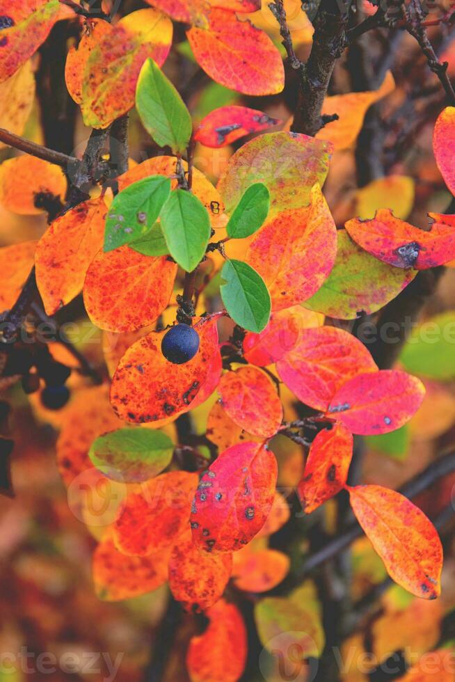 rojo otoño antecedentes foto