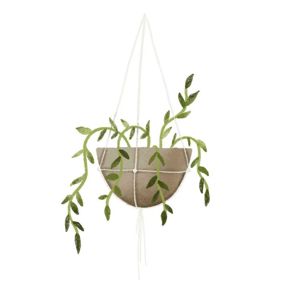 ampelous green plant in a pendant, houseplant in pot. Home flower. Isolated illustration with indoor plant. Cozy home vector