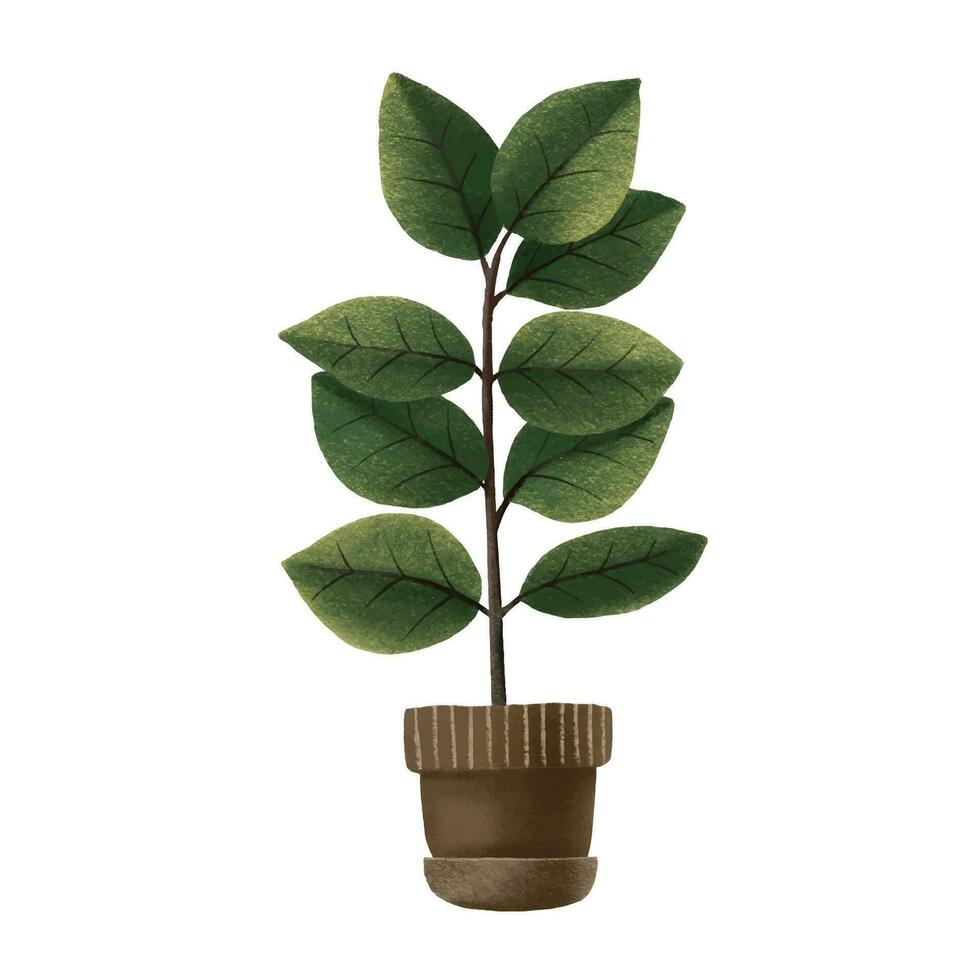 Ficus.Houseplant in pot. Home flower. Isolated illustration with indoor plant. Cozy home vector