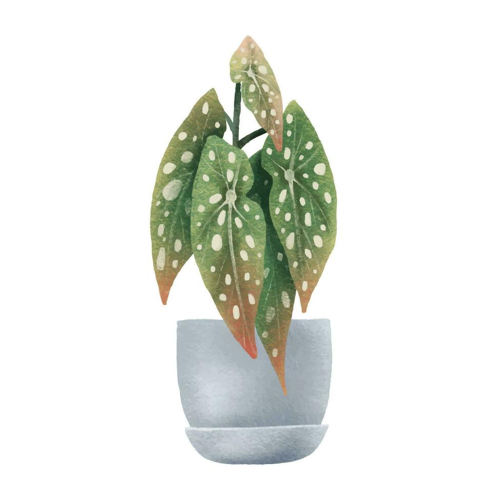 Begonia Maculata, dots. Houseplant in pot. Home flower. Isolated illustration with indoor plant. Cozy home vector