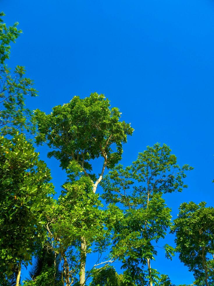 Beautiful green foliage tree against blue sky background photo