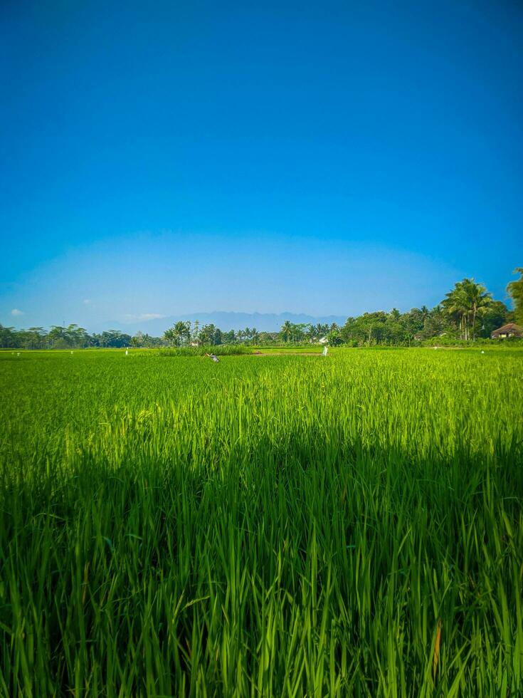 Green nature landscape with paddy fields against blue sky background photo