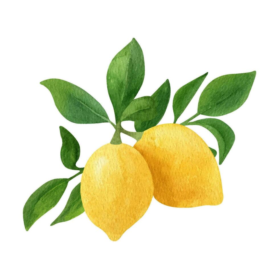 Lemon fruit watercolor clipart. Illustration of lemon branch with green leaves vector