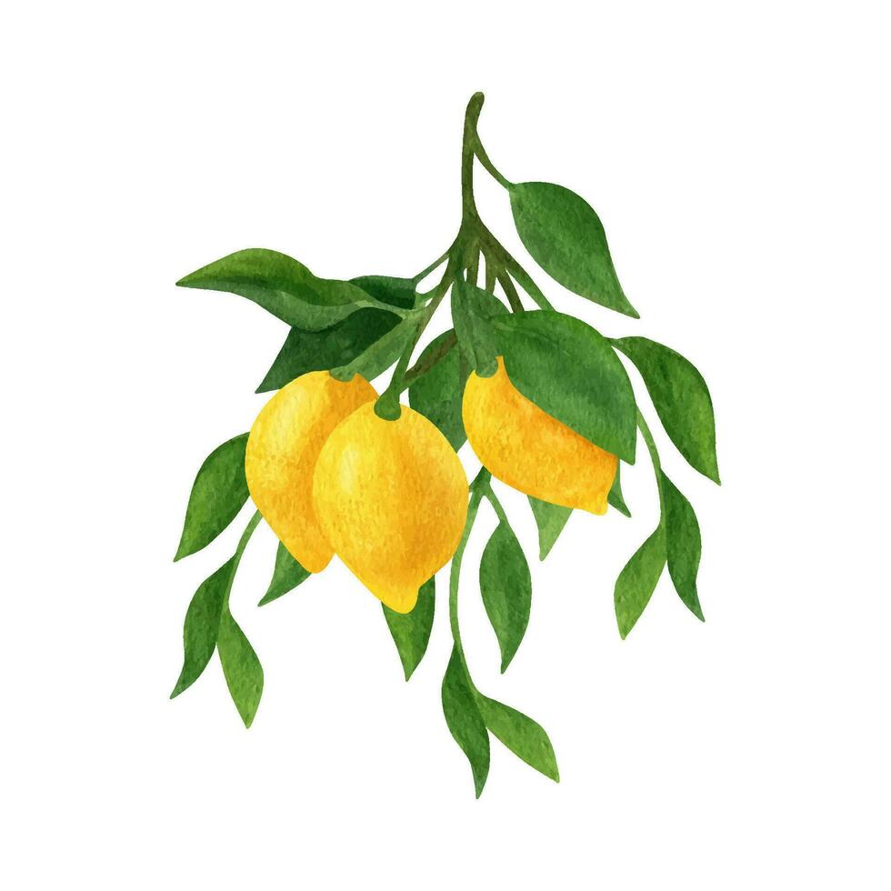 limón Fruta acuarela clipart. ilustración de limón rama con verde hojas vector