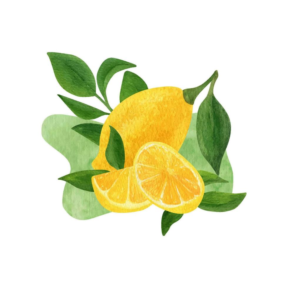 Lemon fruit watercolor clipart. Illustration of lemon branch with green leaves vector