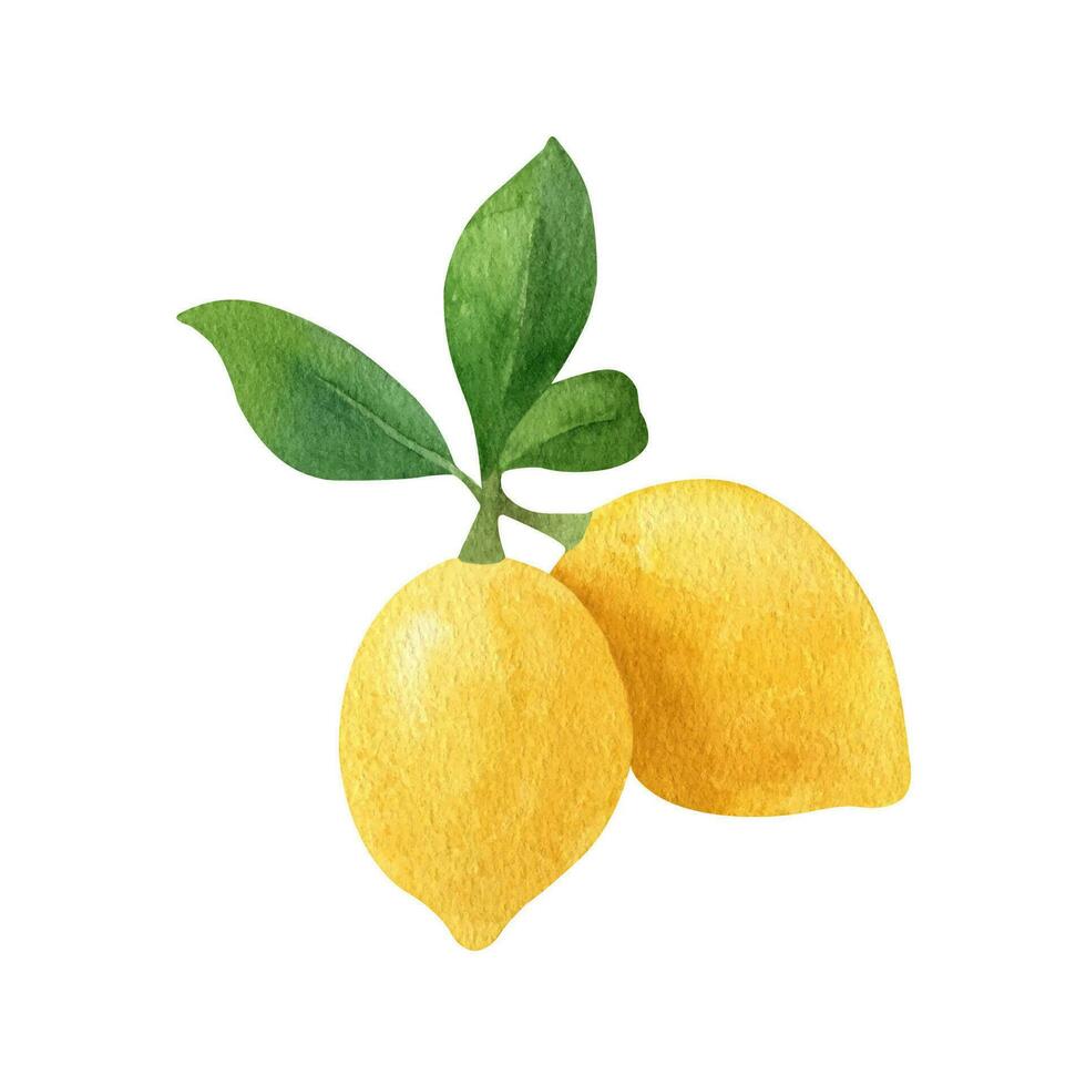 Lemon fruit watercolor clipart. Illustration of lemon branch with green leaves vector