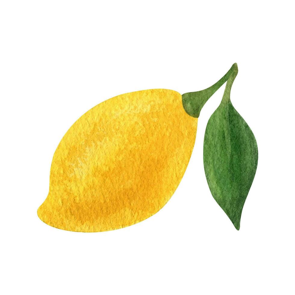 Lemon fruit watercolor clipart. Illustration of lemon branch with green leaves vector