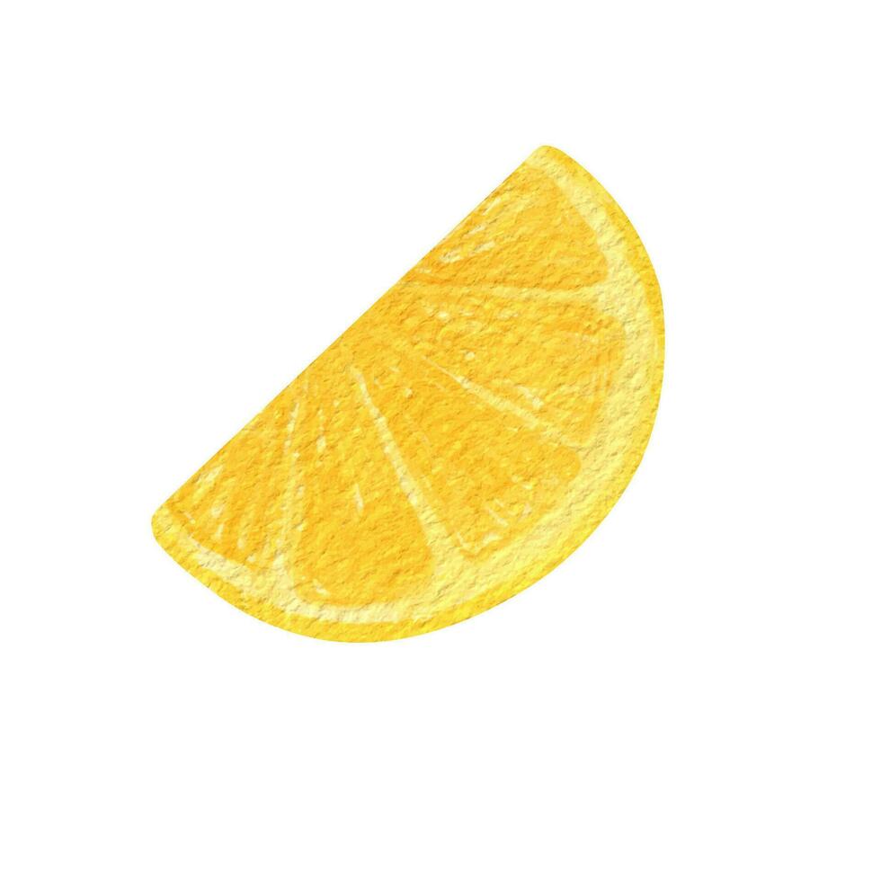 Lemon fruit slice watercolor clipart. Illustration of fresh lemon vector