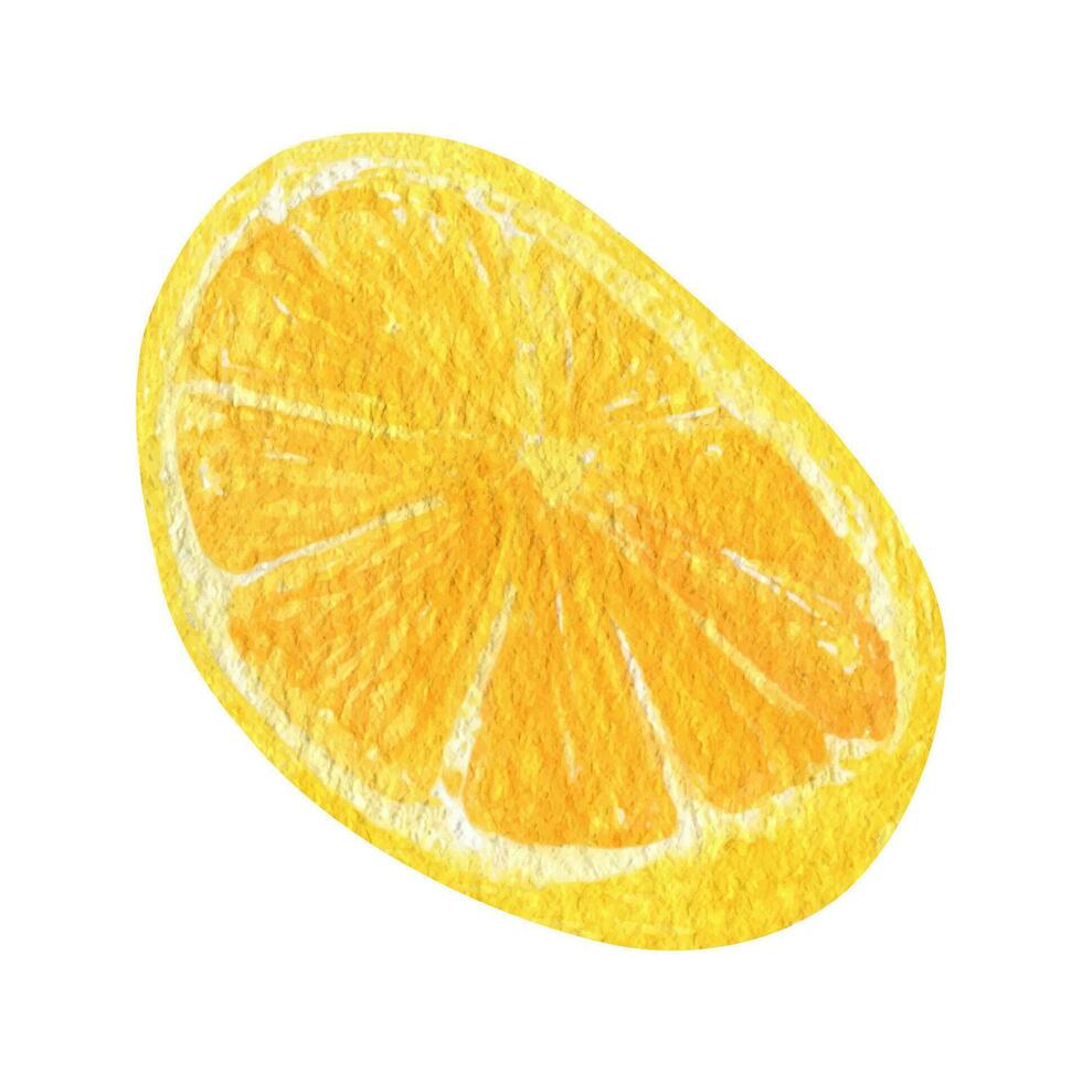 Lemon fruit slice watercolor clipart. Illustration of fresh lemon vector