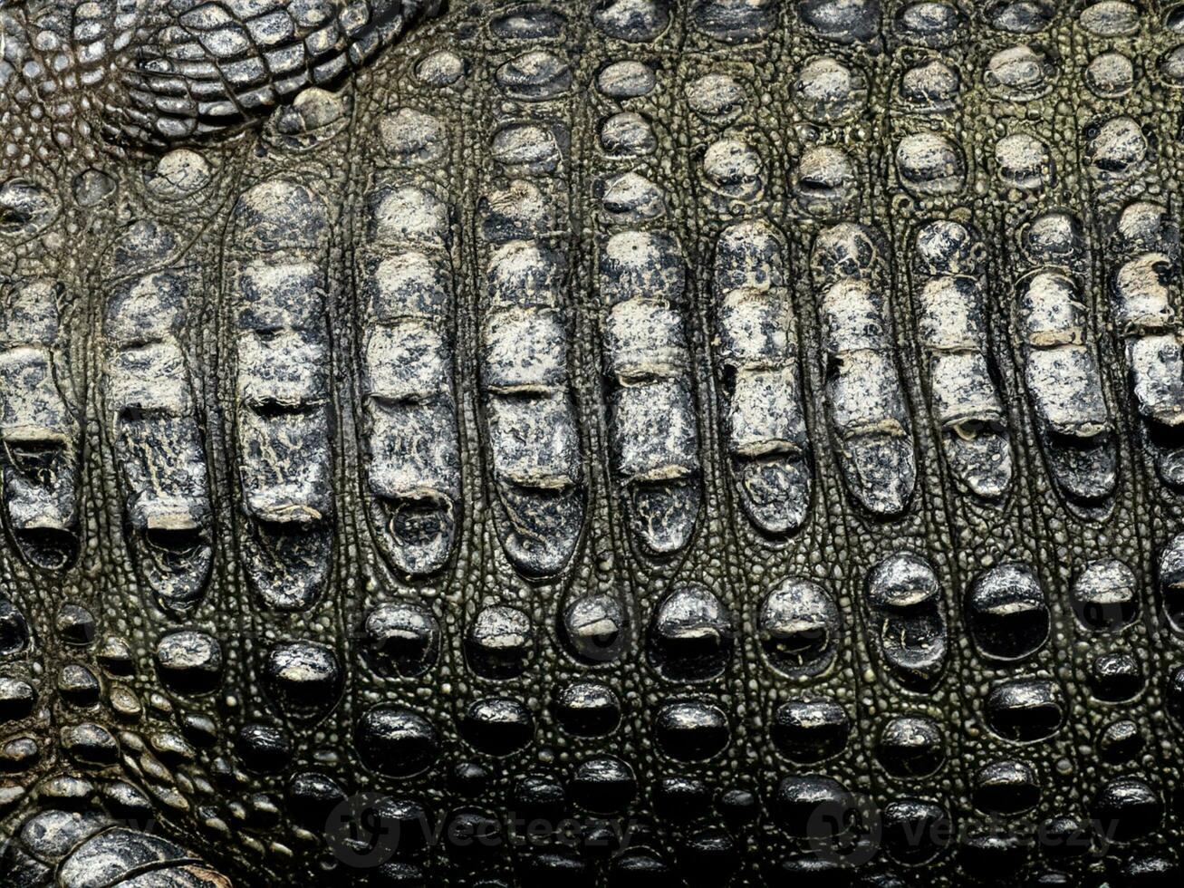 close up crocodile skin texture background photo