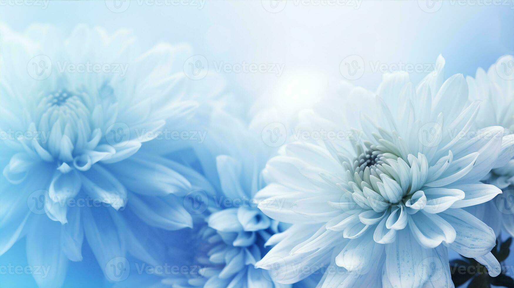 Close-up of delicate blue chrysanthemums with white centers, symbolizing serenity and elegance. Generative AI photo