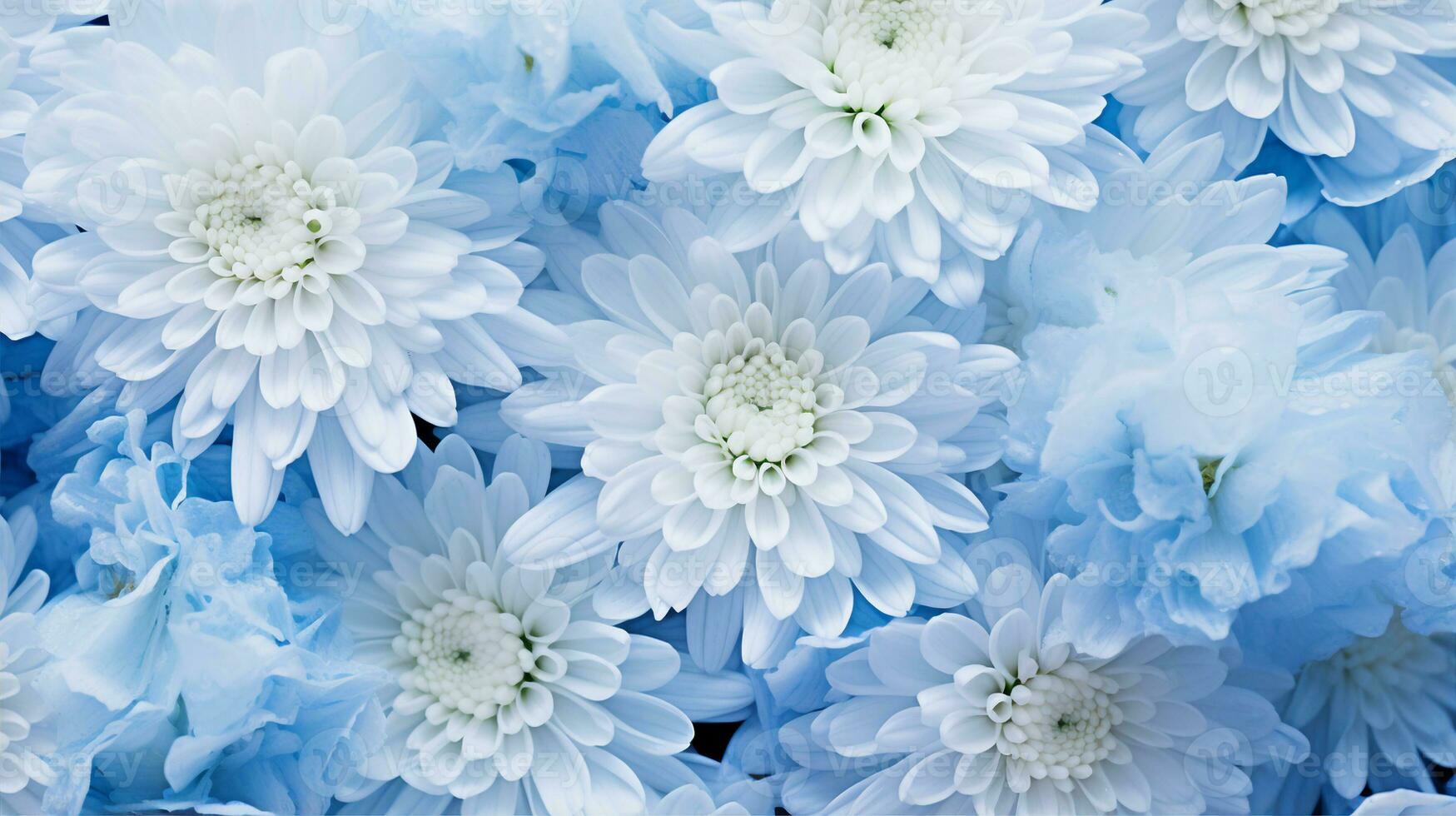 Close-up of delicate blue chrysanthemums with white centers, symbolizing serenity and elegance. Generative AI photo