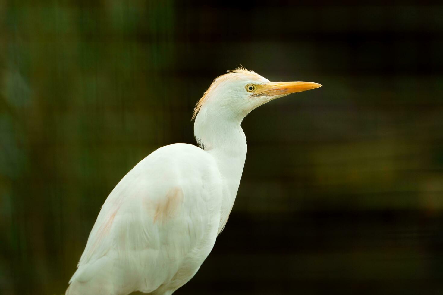 Portrait of Cattle egret in zoo photo