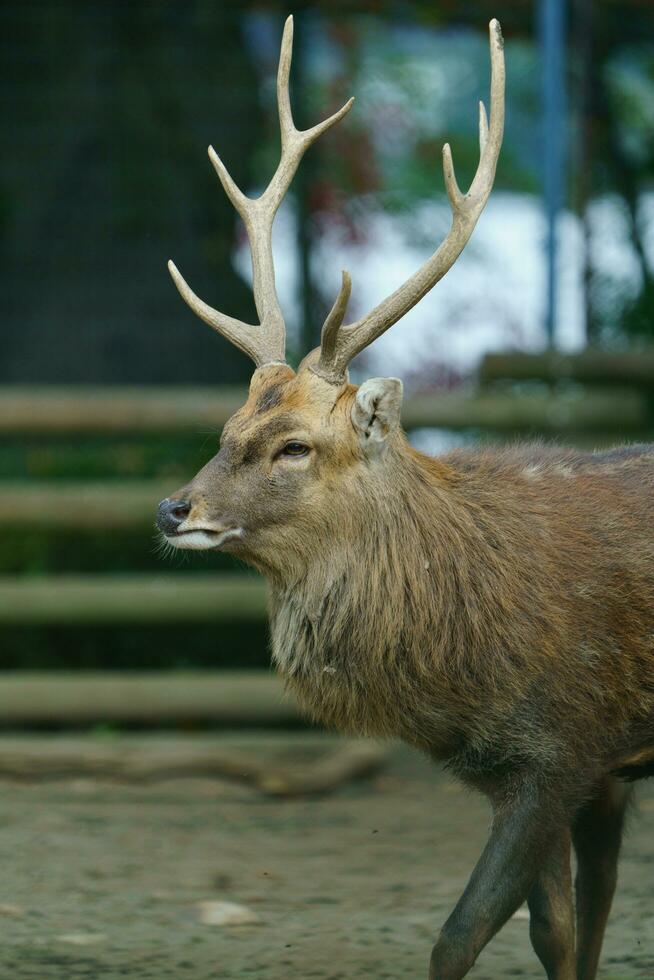 Indochinese Sika Deer in zoo photo