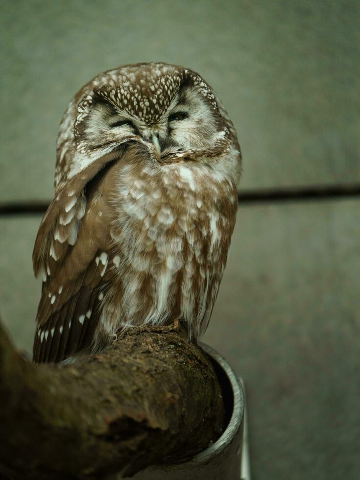 Portrait of Breal owl in zoo photo