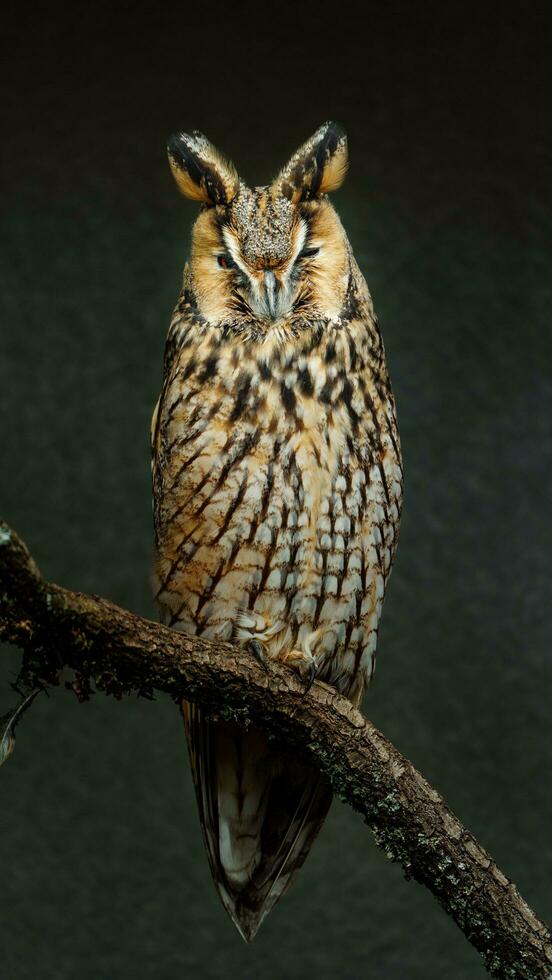 Portrait of Long eared Owl photo