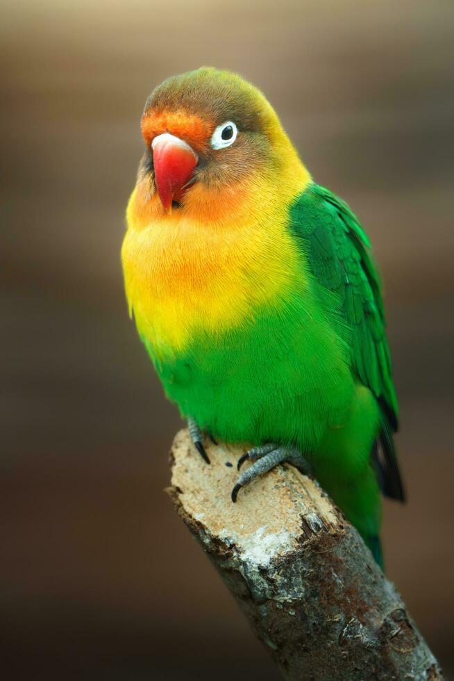 Portrait of Fischer's lovebird on branch photo