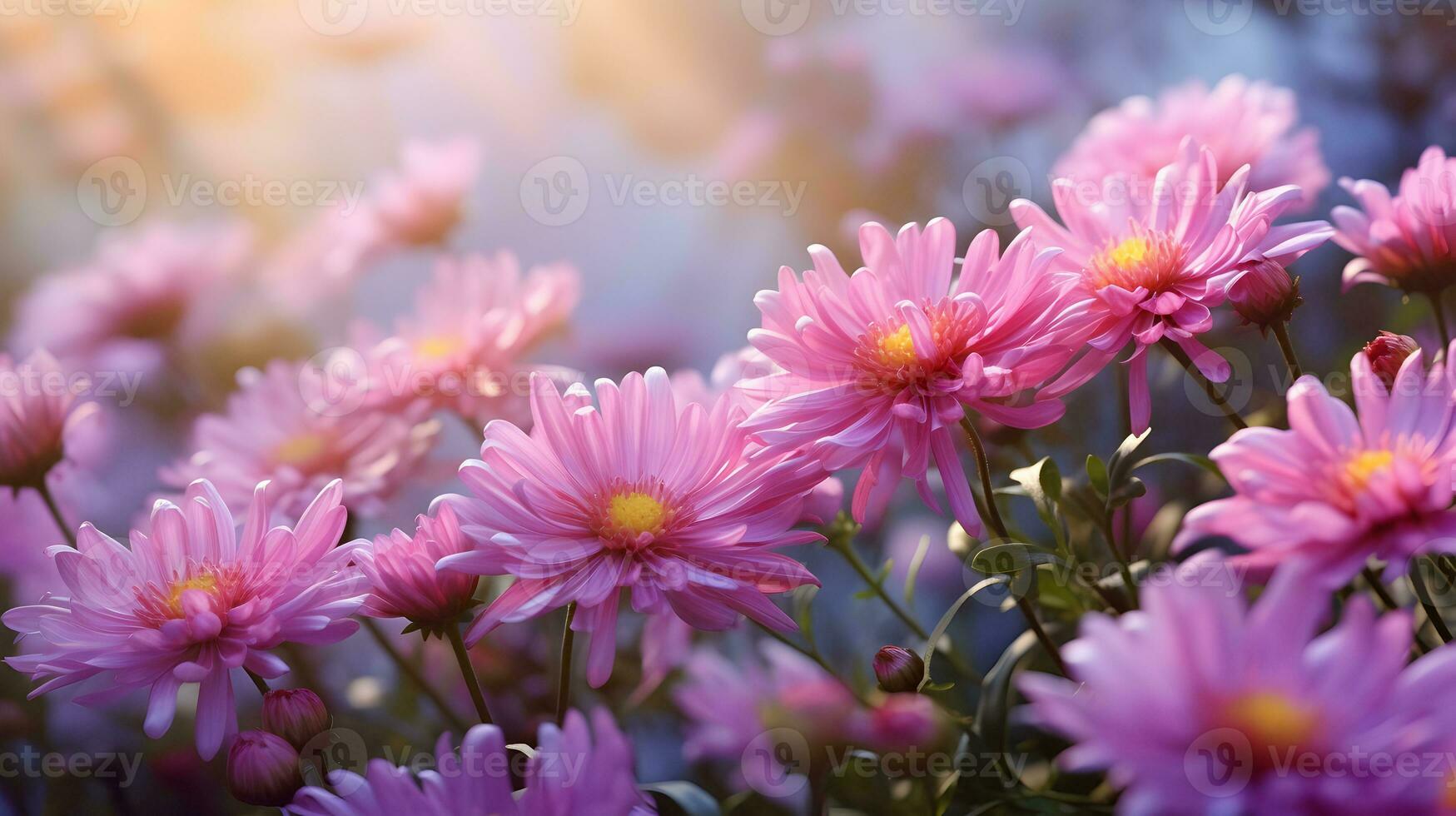 cierne rosado y púrpura aster flores jardín. ai generado imagen foto