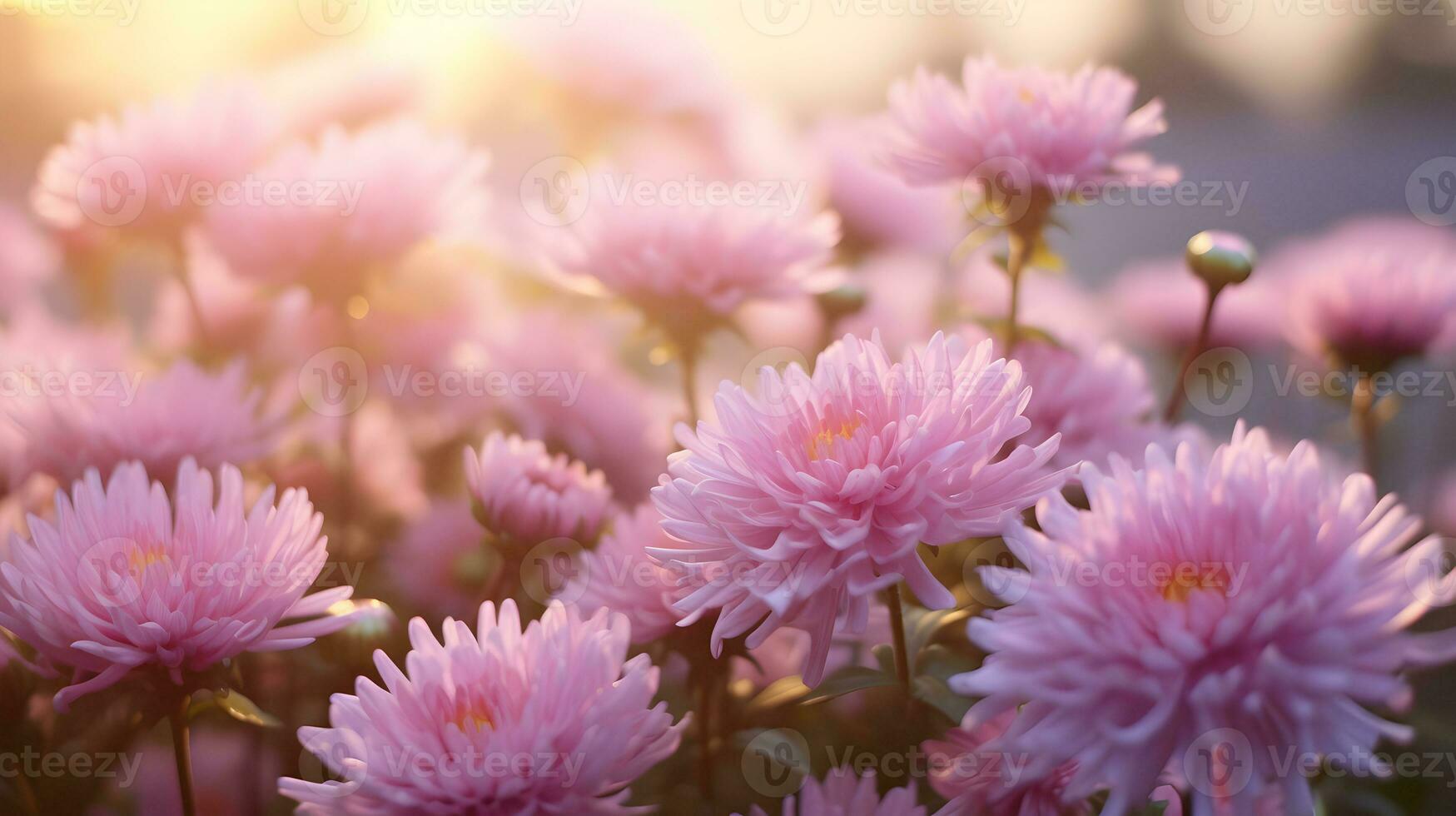 Blossoming pink and purple aster flowers garden. AI generated image photo