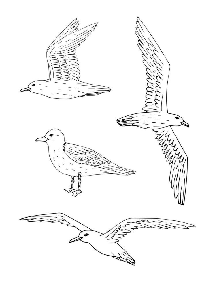 Vector set of hand drawn doodle sketch sea gull
