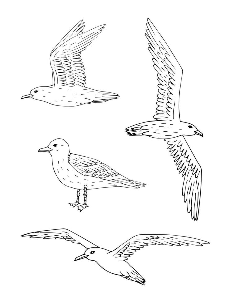 vector conjunto de mano dibujado garabatear bosquejo mar gaviota