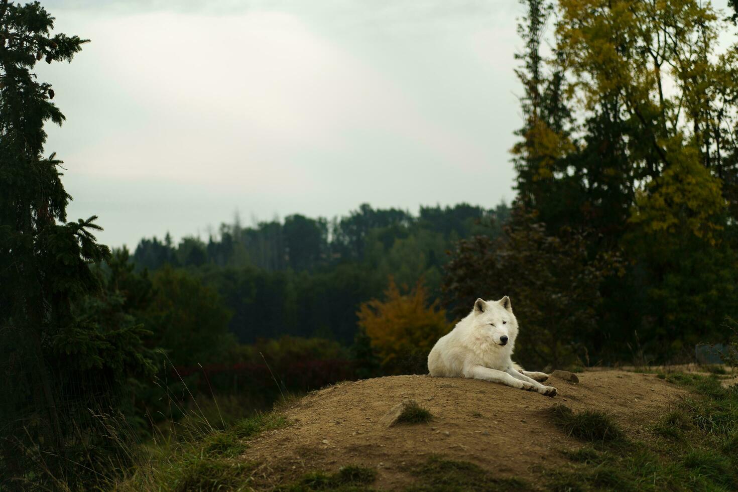 Portrait of Arctic wolf in autumn photo