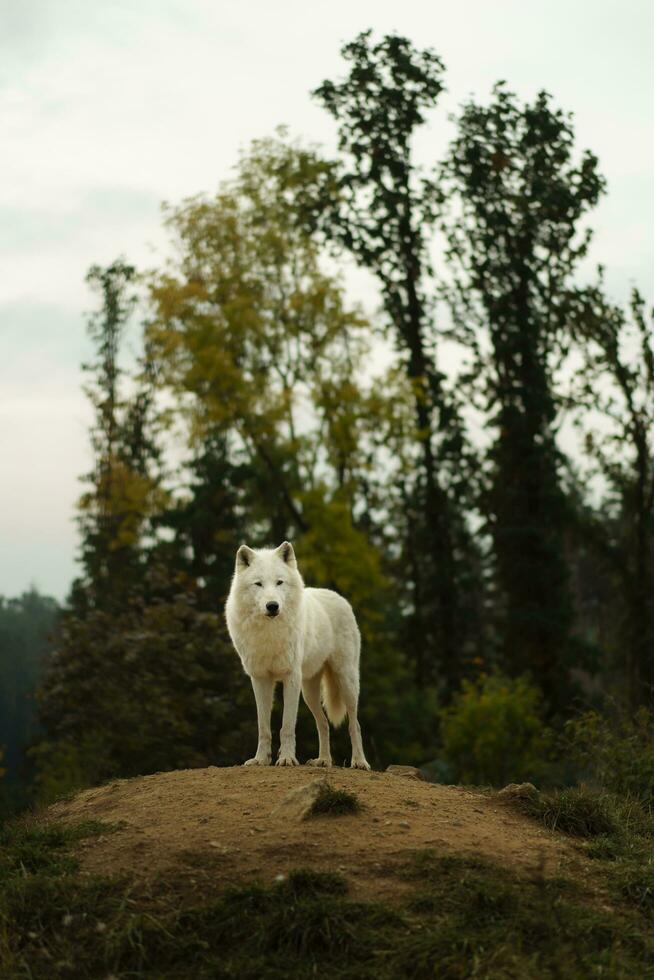 Portrait of Arctic wolf in autumn photo