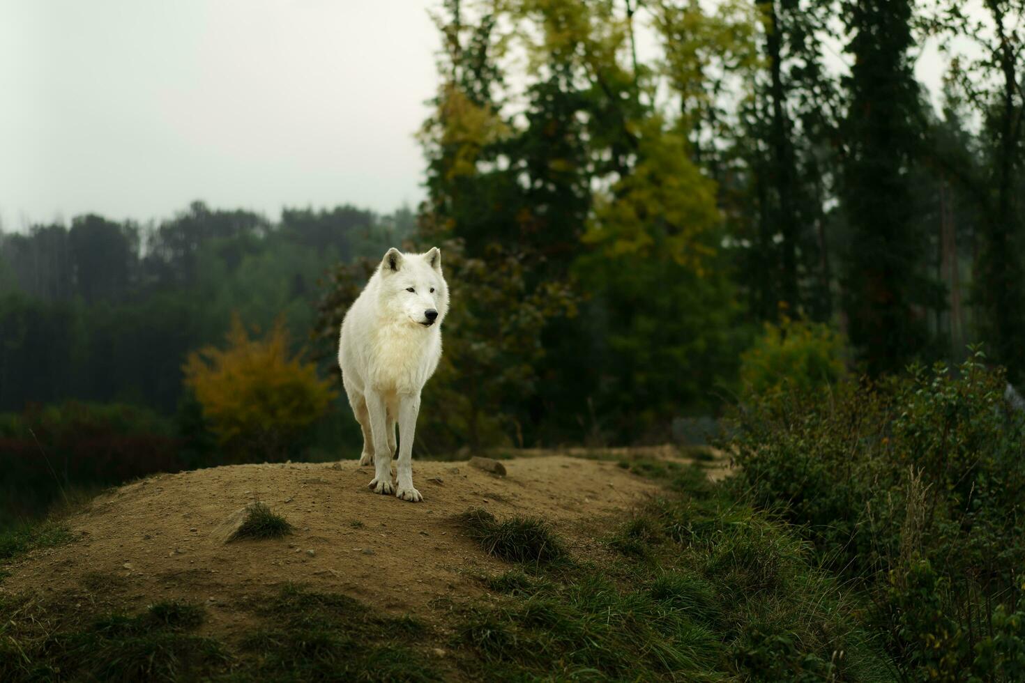 retrato de ártico lobo en otoño foto