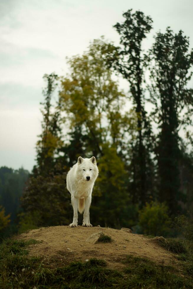 retrato de ártico lobo en otoño foto