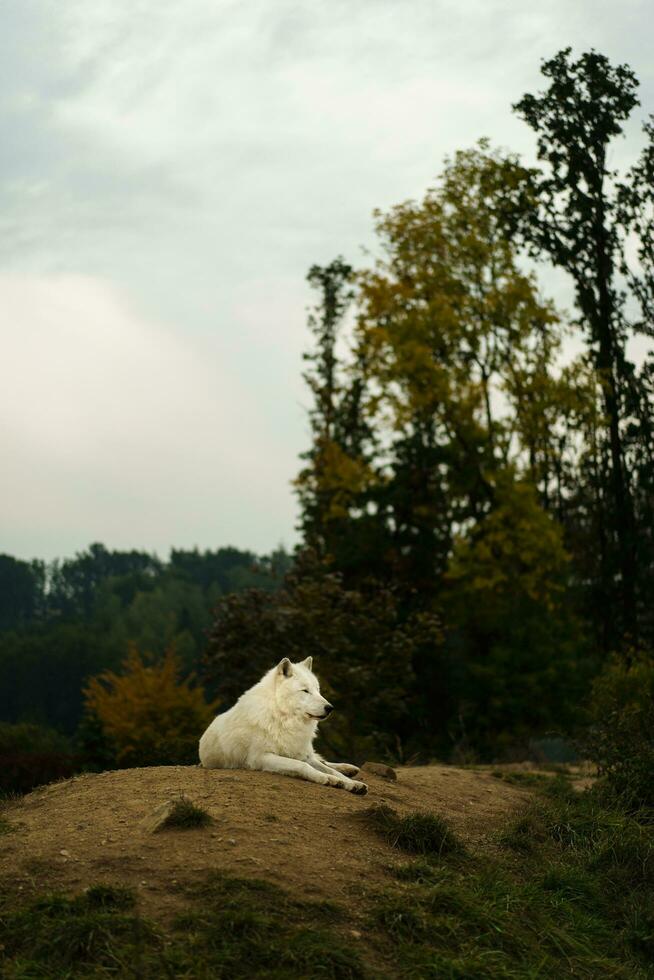 Portrait of Arctic wolf in autumn photo