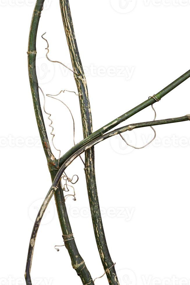 natural tree roots spread isolated png