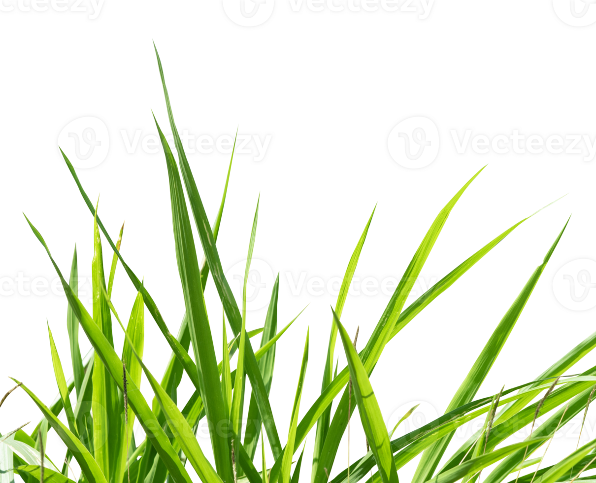 green grass isolated design element png