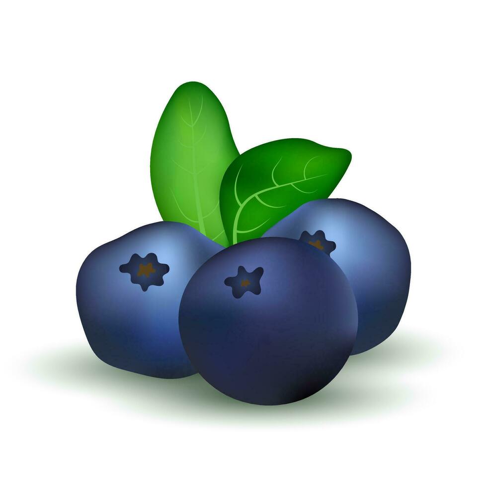 Realistic blueberry illustration on white background vector