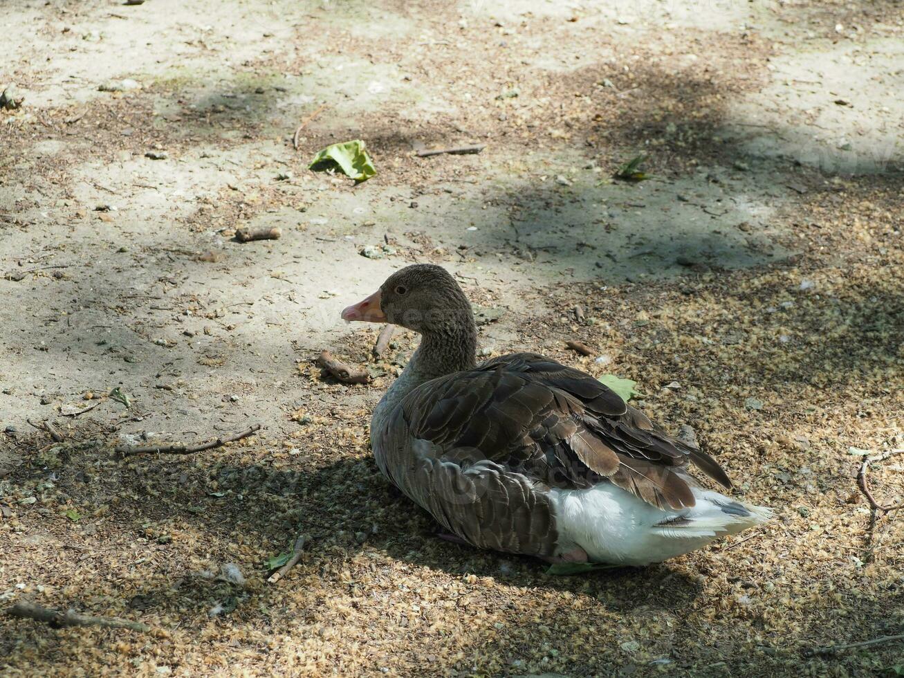 Toulouse goose scient. name Anser anser bird animal photo