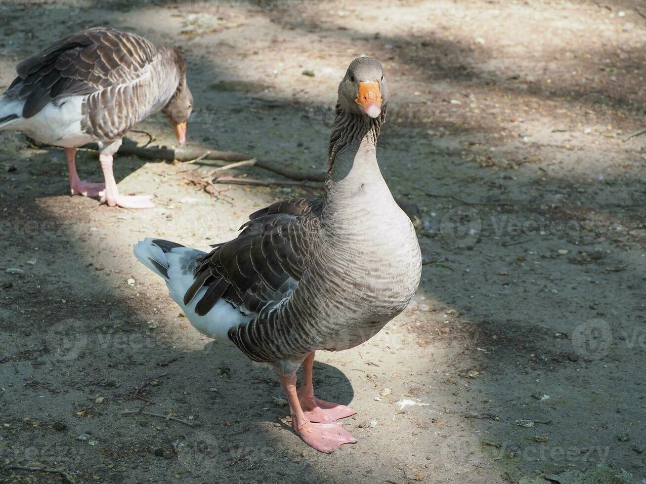 Toulouse goose scient. name Anser anser bird animal photo
