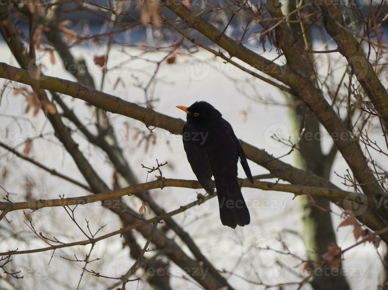 common blackbird scient. name Turdus merula bird animal photo