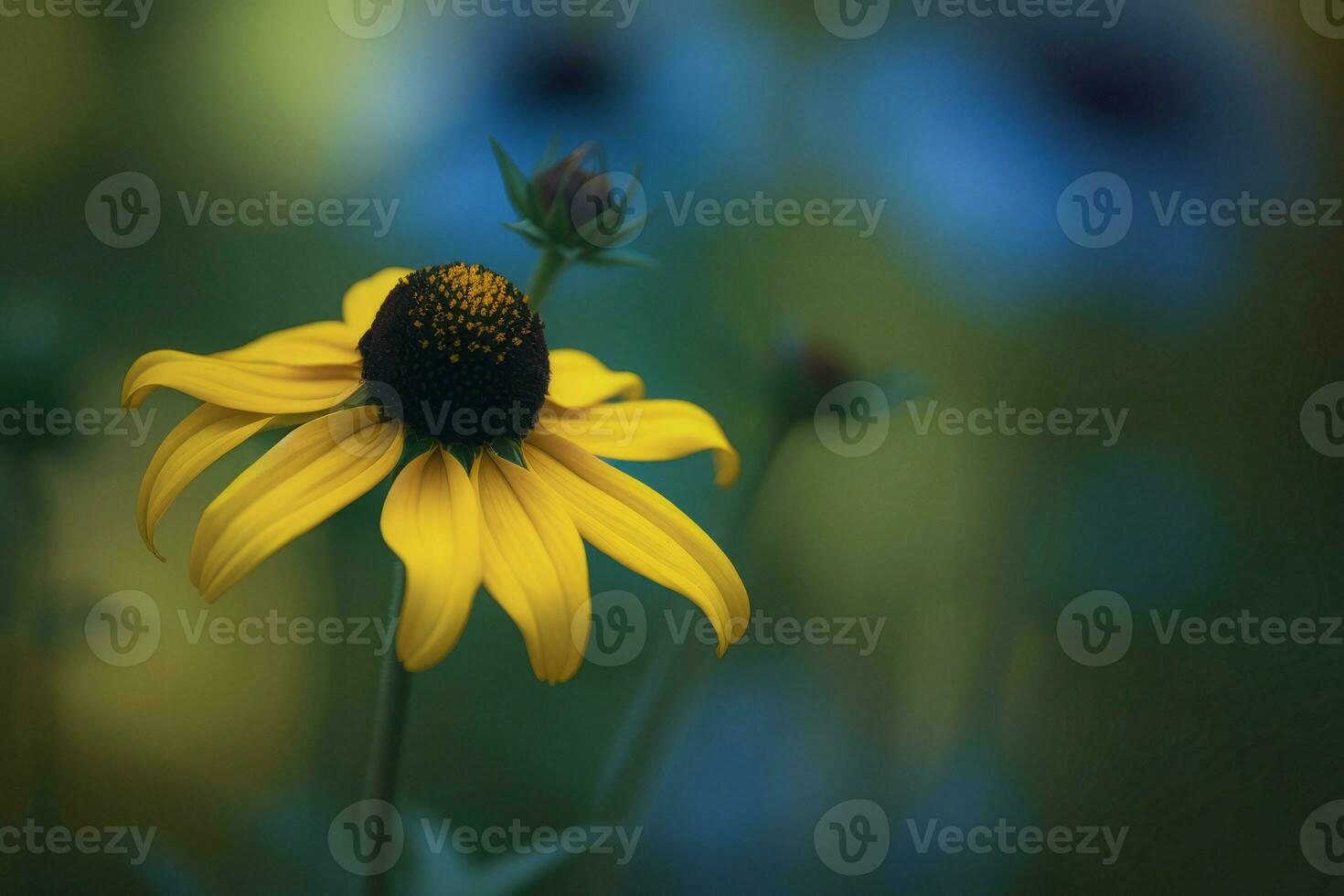 Black eyed susan flower flora. Generate Ai photo