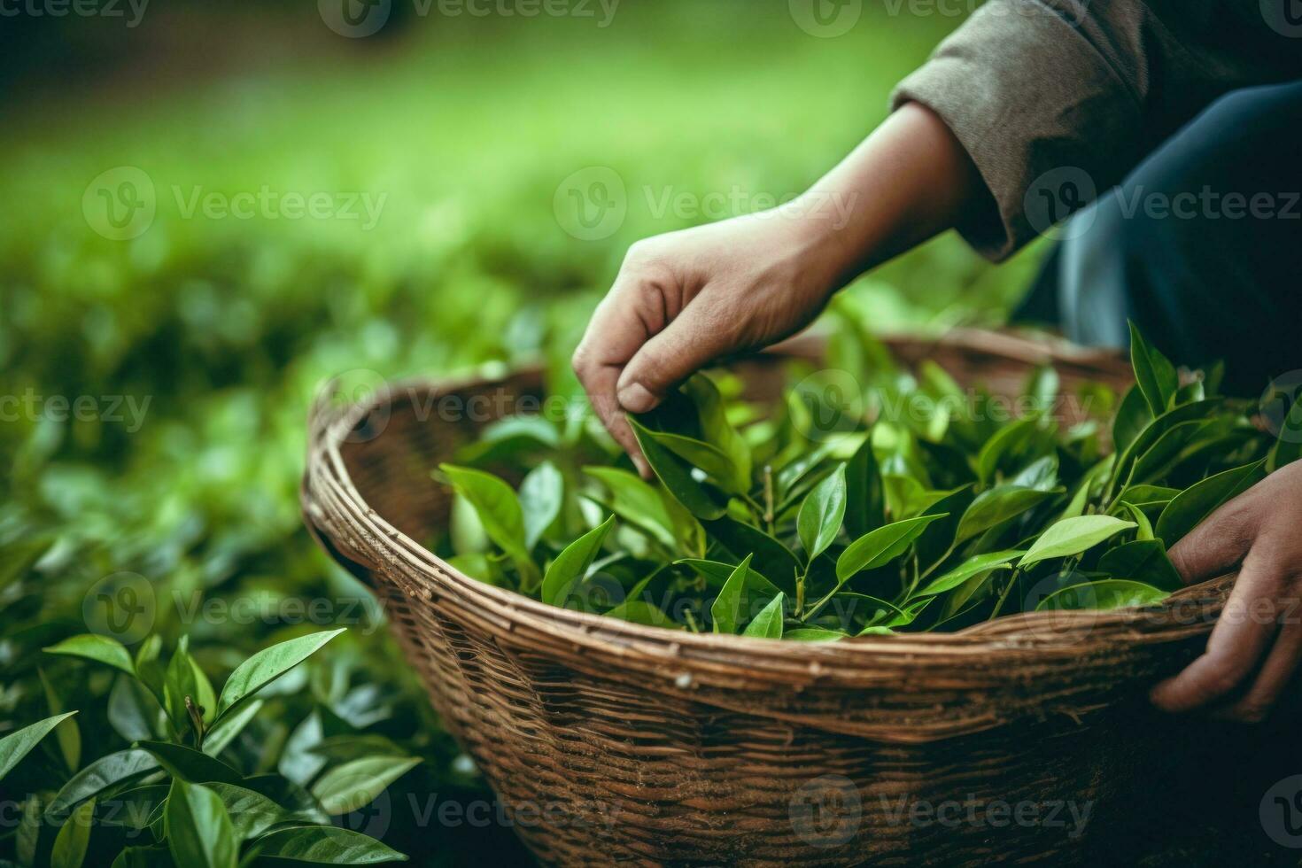 Picking tea leaves on plantation. Generative AI photo