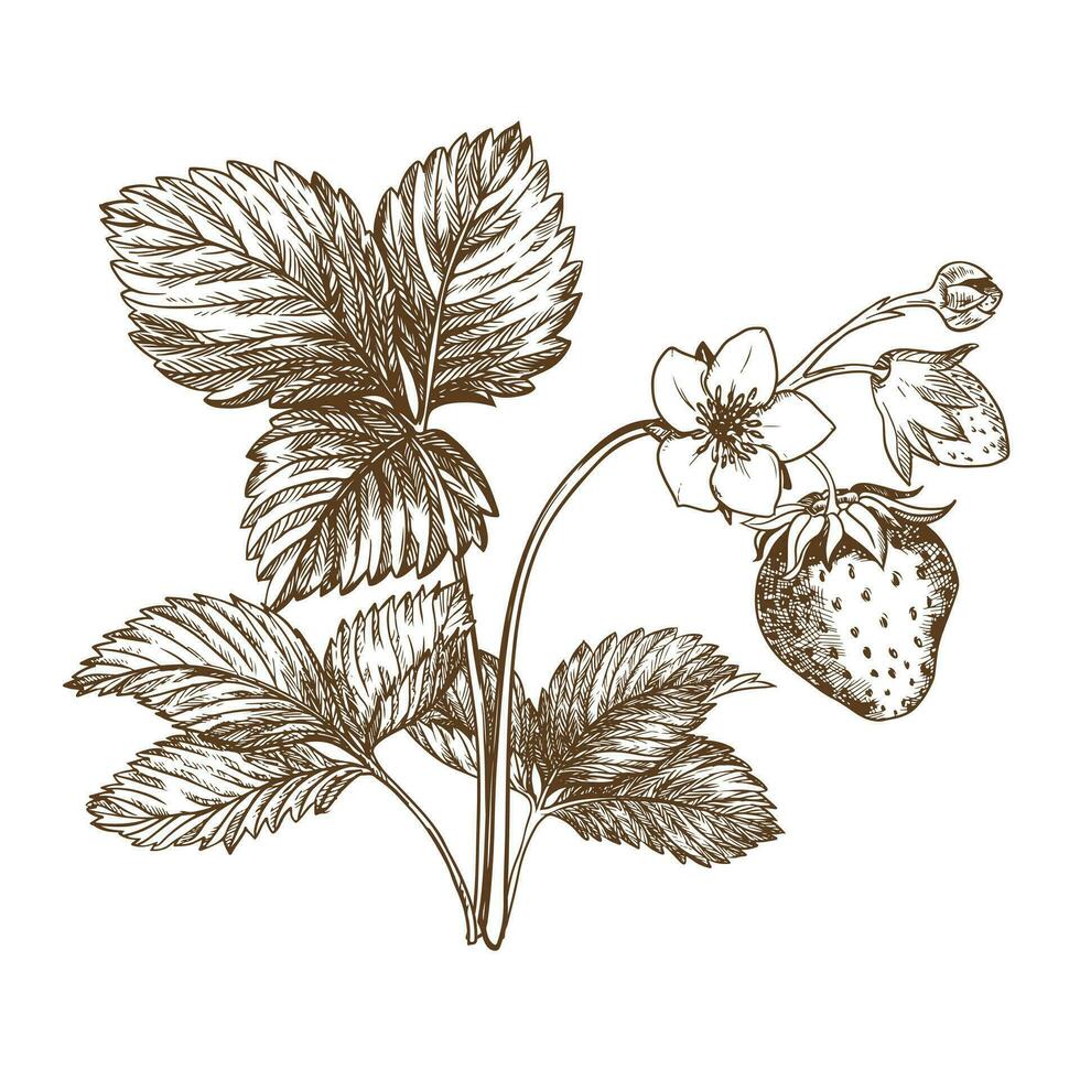 Sweet Strawberry, hand drawn vector illustration