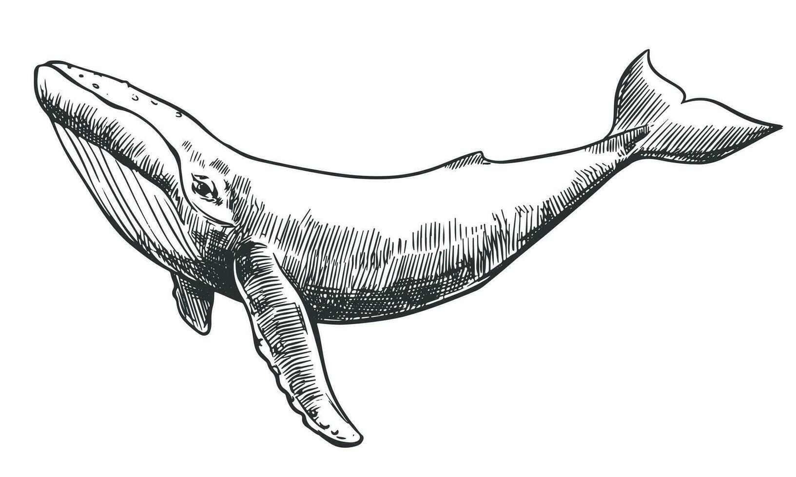 Vector hand drawn illustration of humpback whale. Sketch detailed engraving style