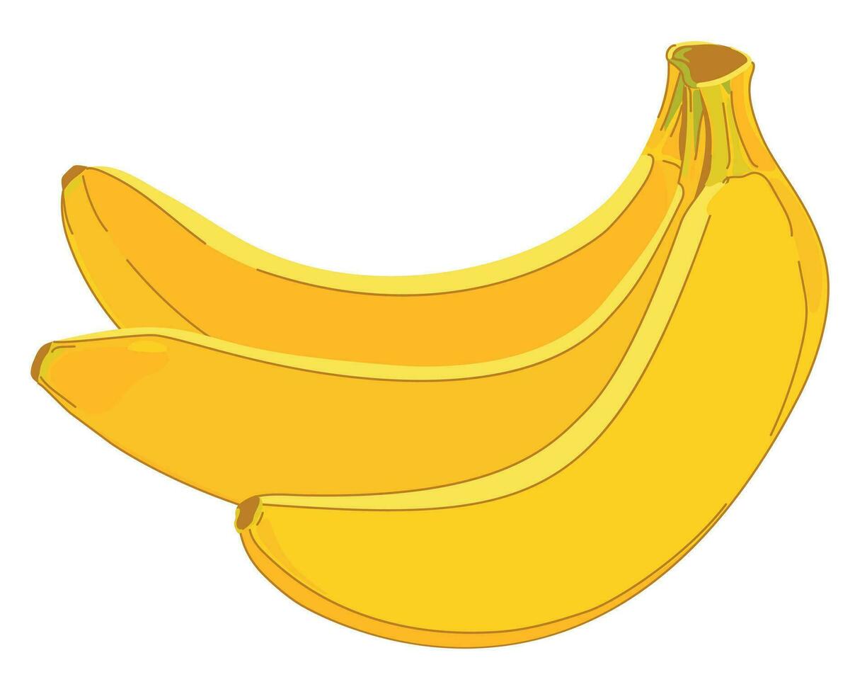 Bunch of bananas isolated on white background. Vector. Ripe tropical fruit in peel. Illustration for packaging juice, exotic fruit product. vector