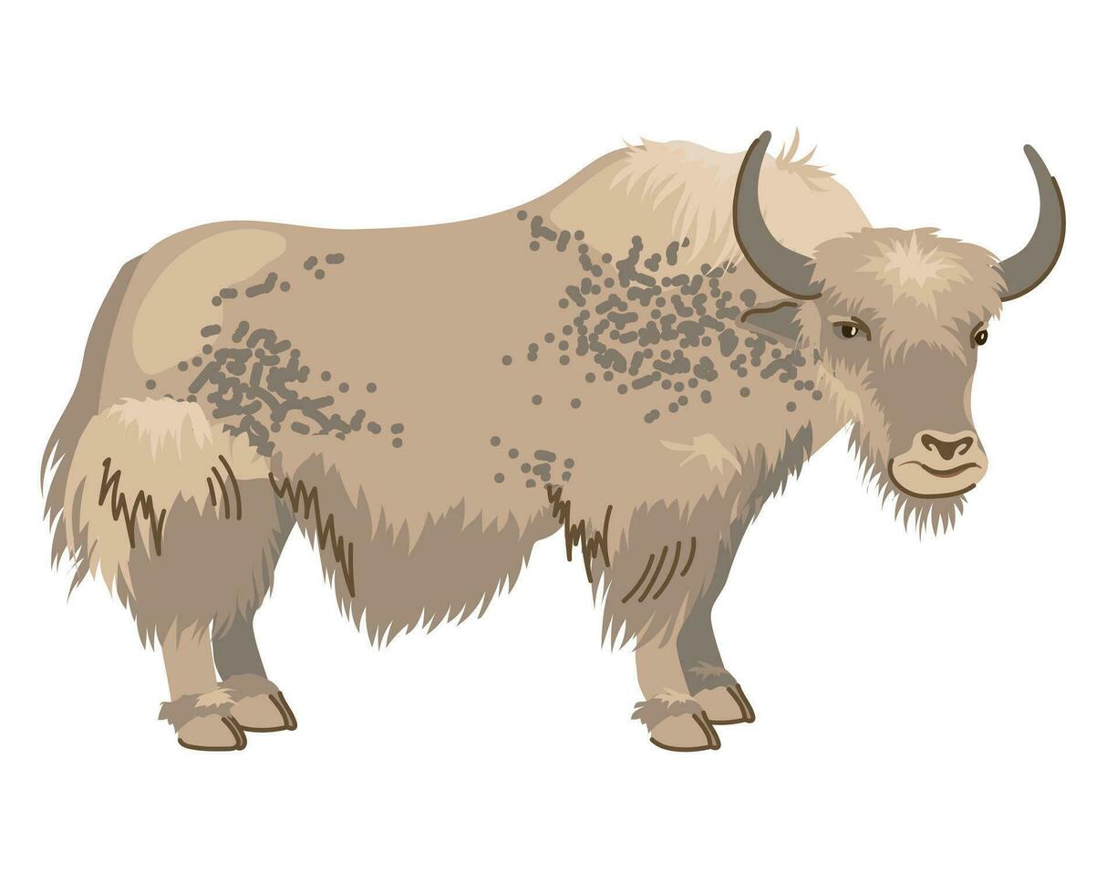 beige manchado yak con largo cabello. un mascota en Nepal y Tíbet. vector, dibujos animados estilo. lechería ganado, grande vaca en un blanco antecedentes vector